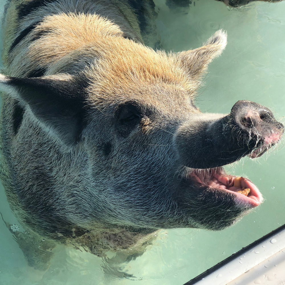 Meet your Posher, Cassia